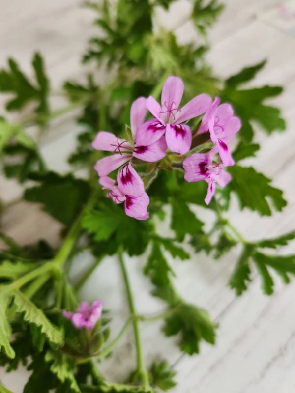 ローズゼラニウムの花