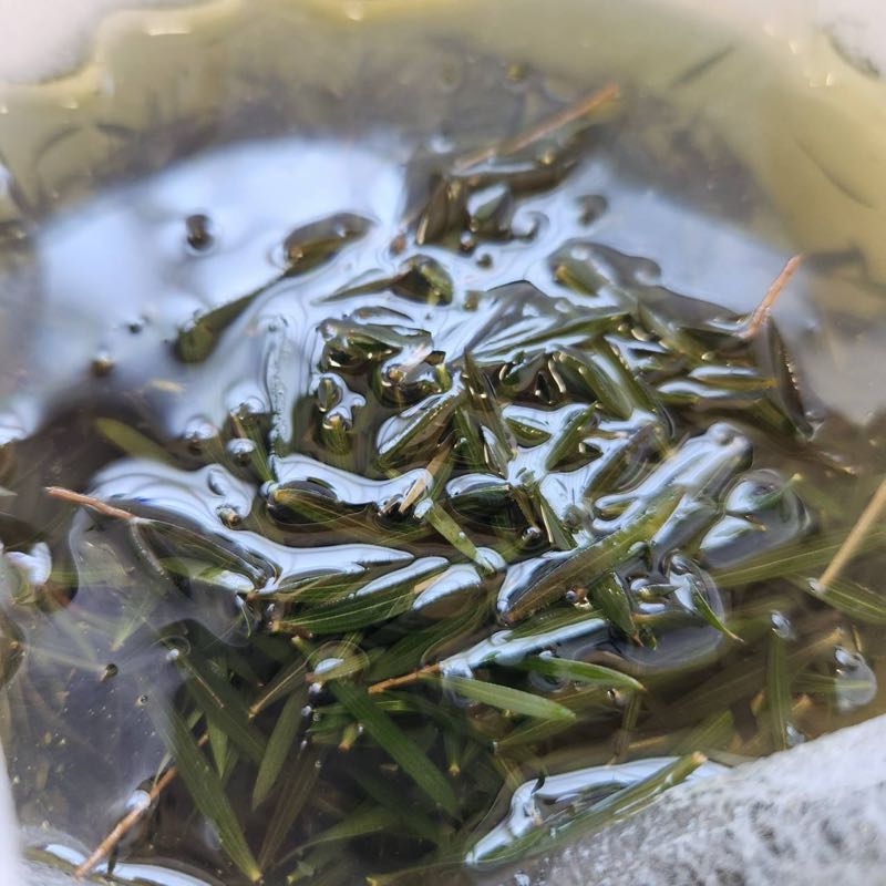 ヒノキの葉を漬け込んだオイル