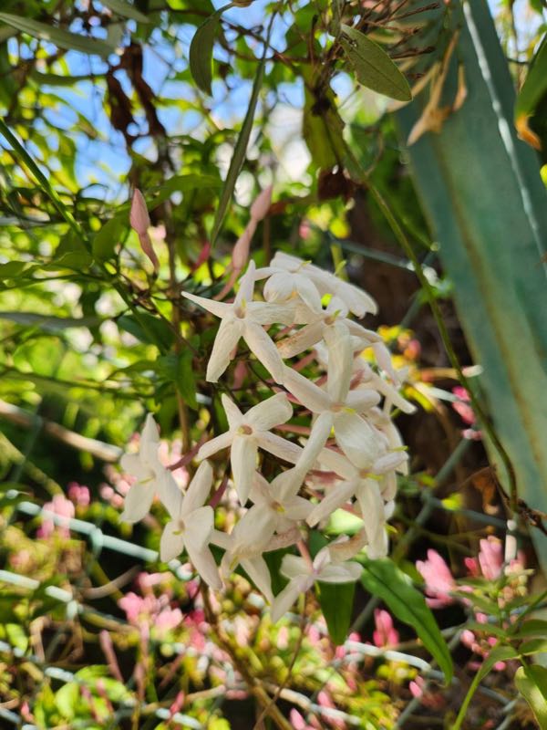 庭に咲くジャスミンの花